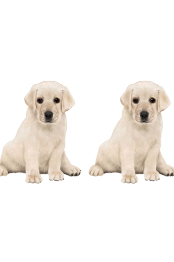 SILITYSKUVA LABRADORI 2KPL 9x10cm ruskea